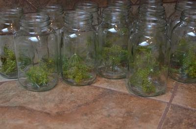 A row of jars on a table with dill in each of them