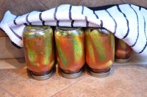 Jars of pickles in a row turned upside down with a towel over the top